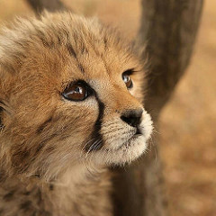 baby cheetah picture